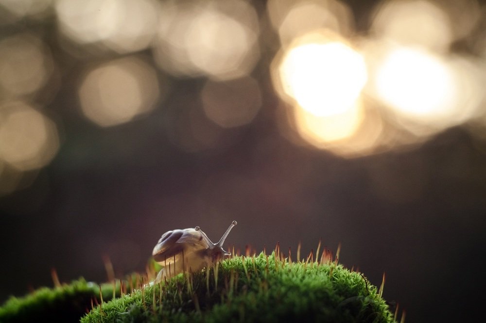 Одинокая улитка в пустом лесу