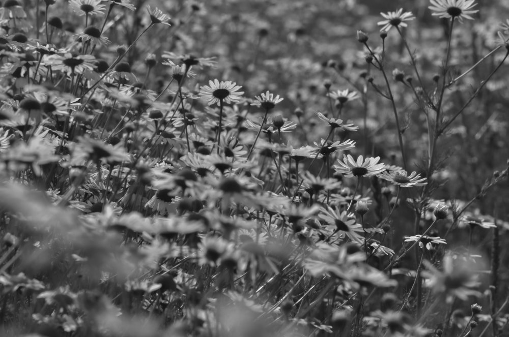 Photograph by Марина Колпакова