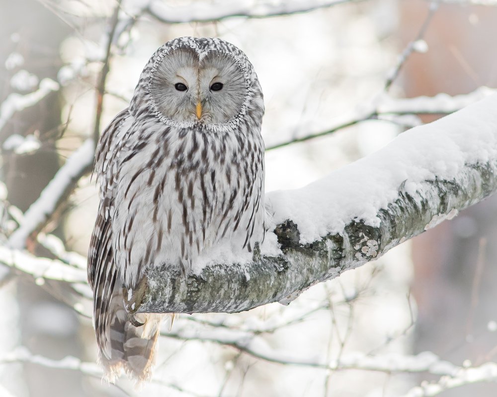 Лесная красавица