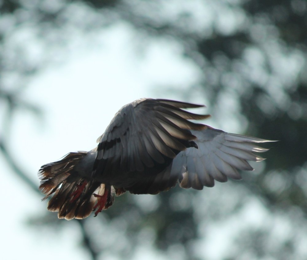 Photograph by Lokesh B