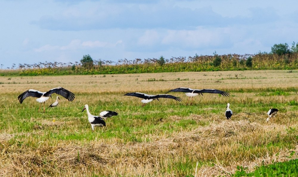 Фотография автора Майя Афзаал