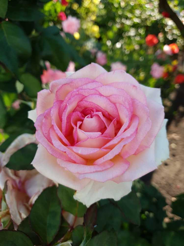 Photograph by Tanya Kondratyuk