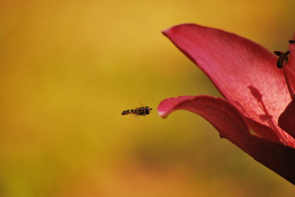Захожу на посадку