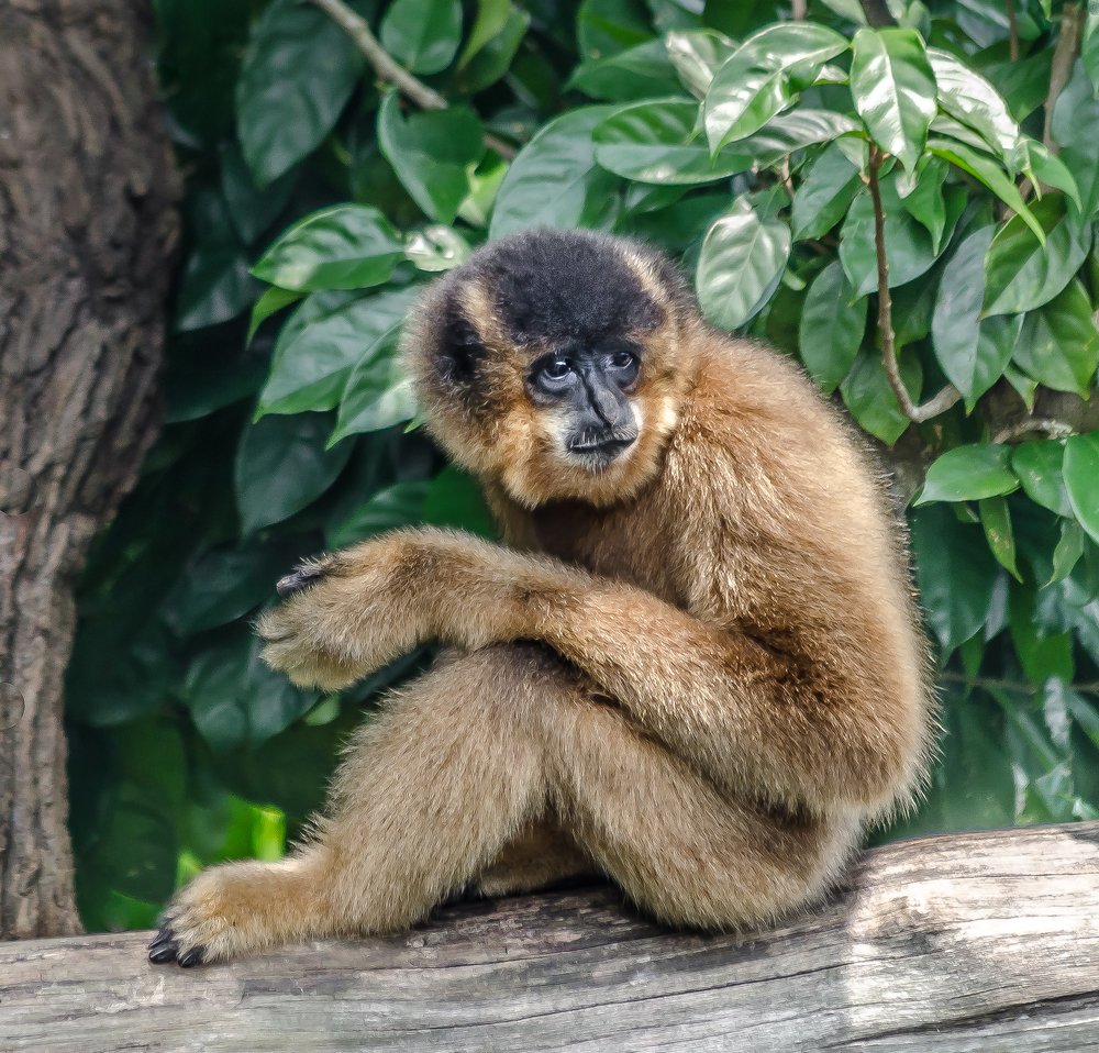 Лемур.