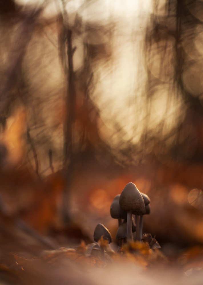 "Сказочный лес III"