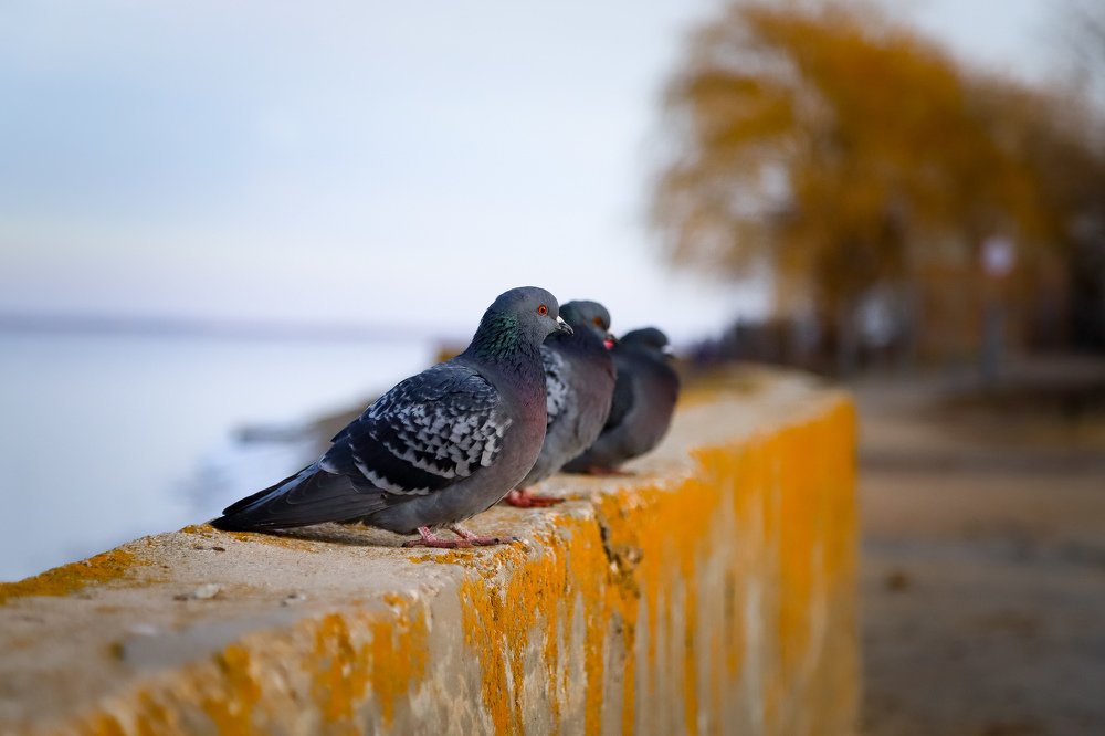 Photograph by Иван Балаболкин