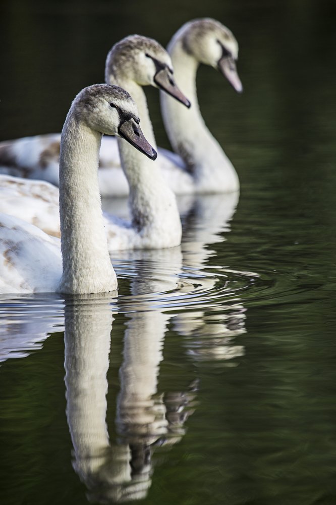 Photograph by Jelena Potrebic