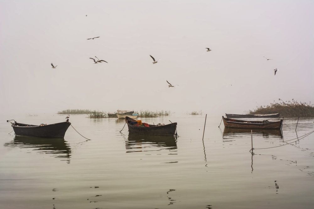 The Seagulls and fog