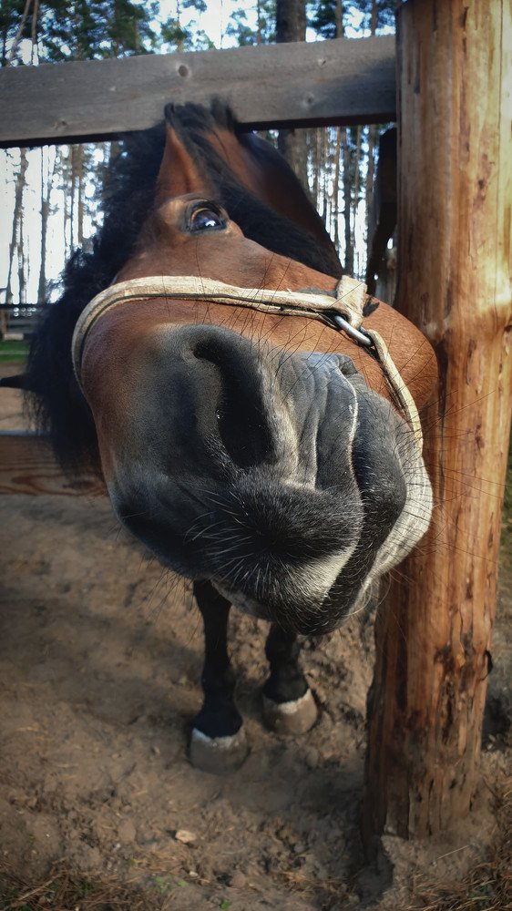 curious horse