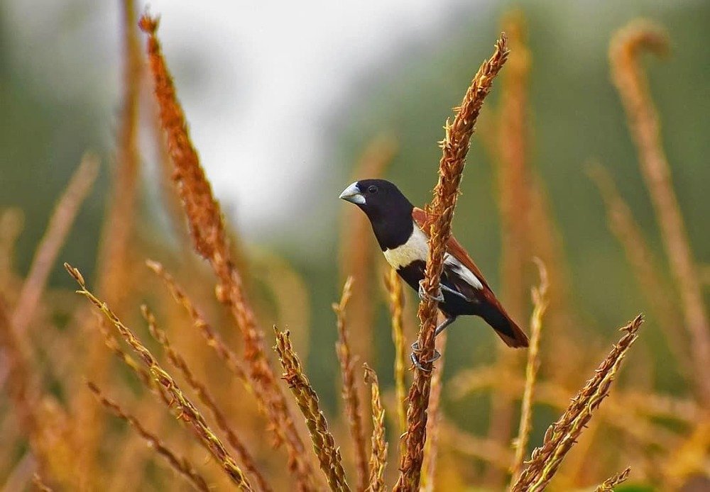 tricoloured munia