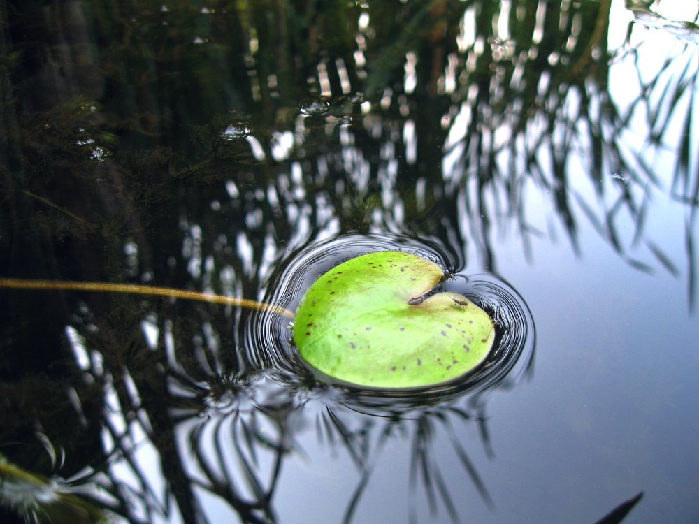 Photograph by Александр Рыбак