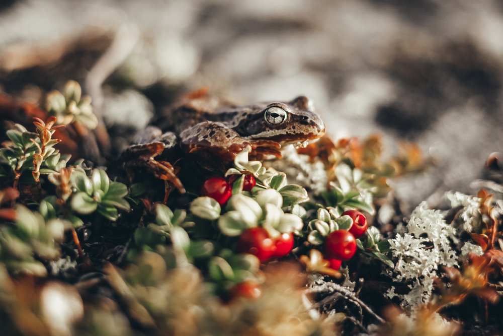 Photograph by Елена Абрамова