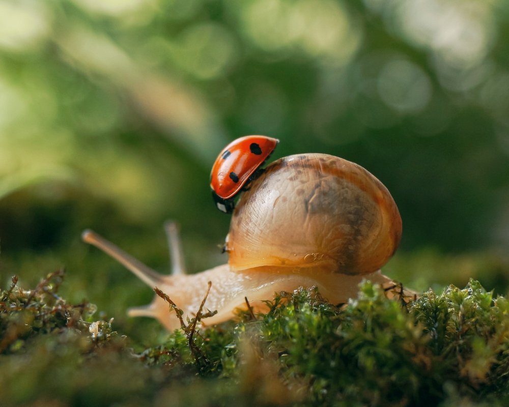 Букашка- путешественница.