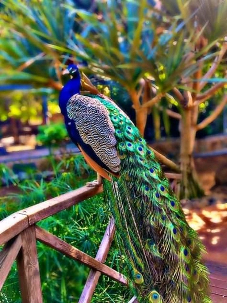 Photograph by Arshavin Martin