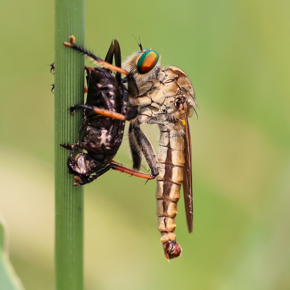 Photograph by Mustafa Ridha Ridho HK