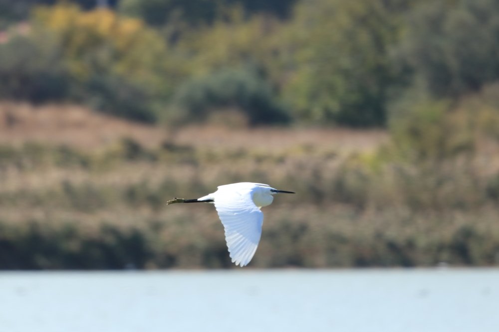 Белая стрела