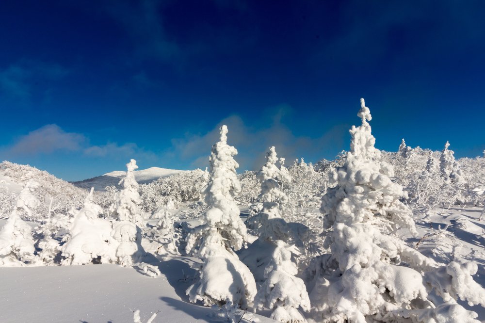 Зачарованный лес