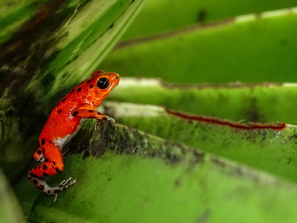Red strawberry Poison Dart Frog in the Leaves