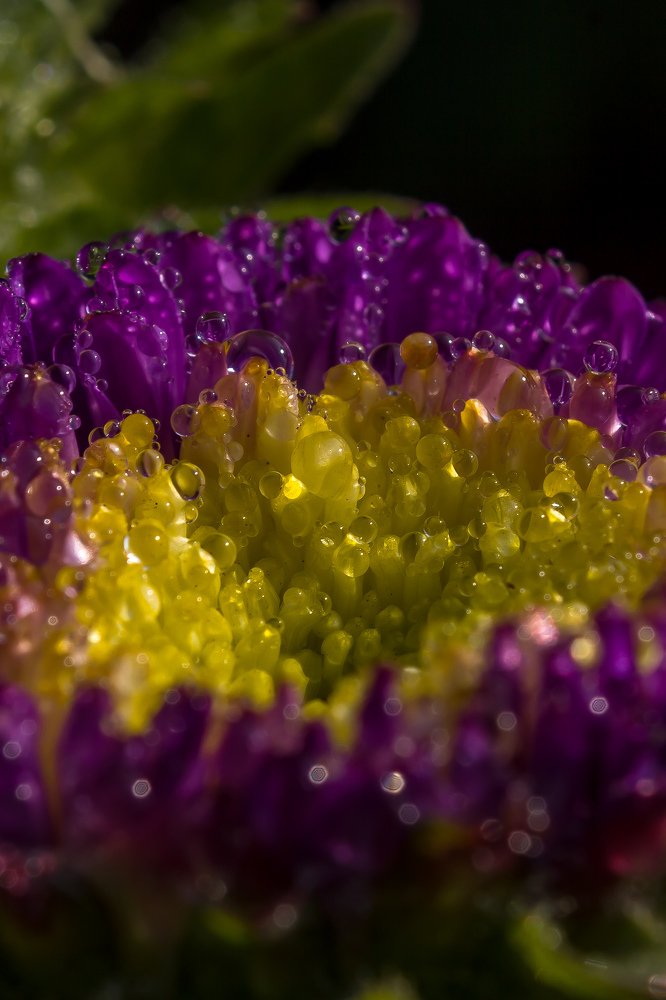 Droplets on flower