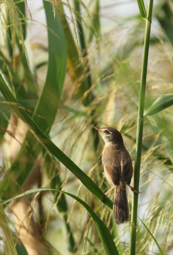 Photograph by Prasad Kn