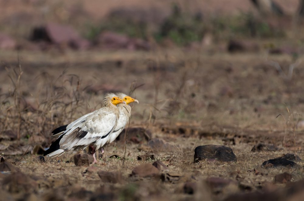 Photograph by Kshitij Patle