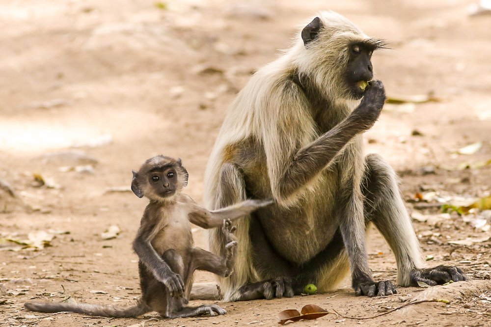 Photograph by Sunil Manikkath