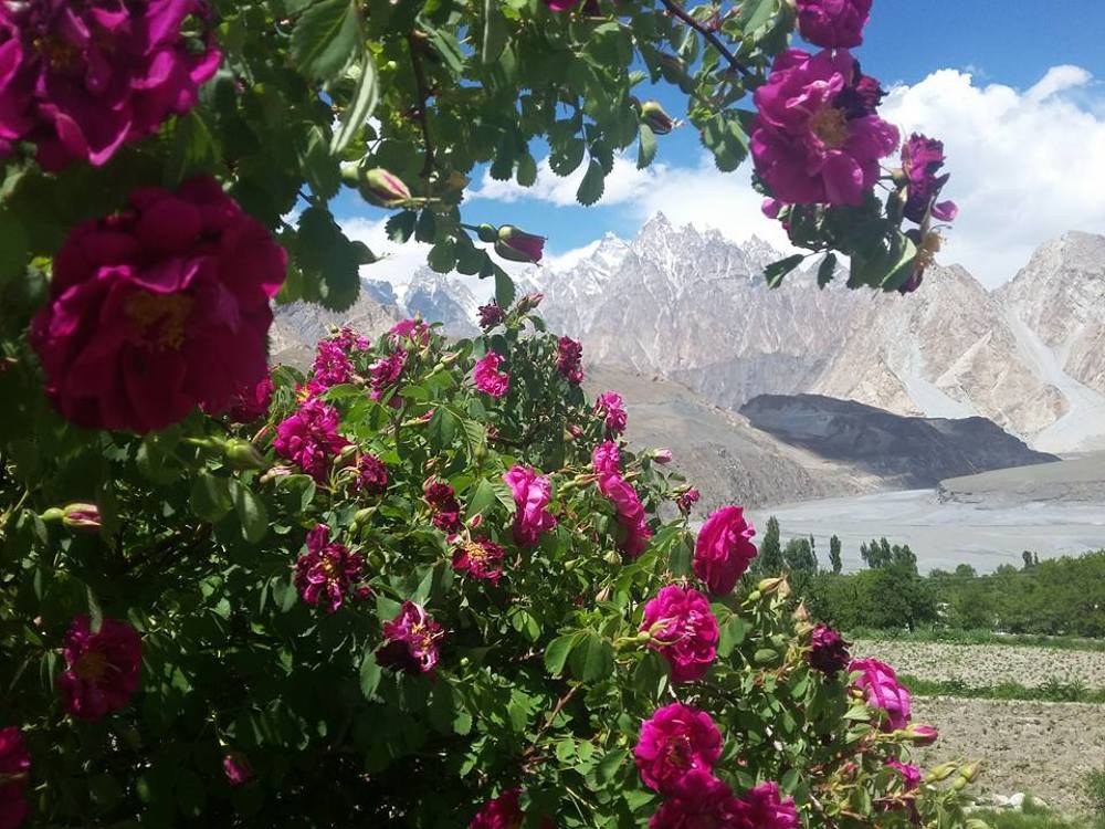 Passu Cones in Flower Frame