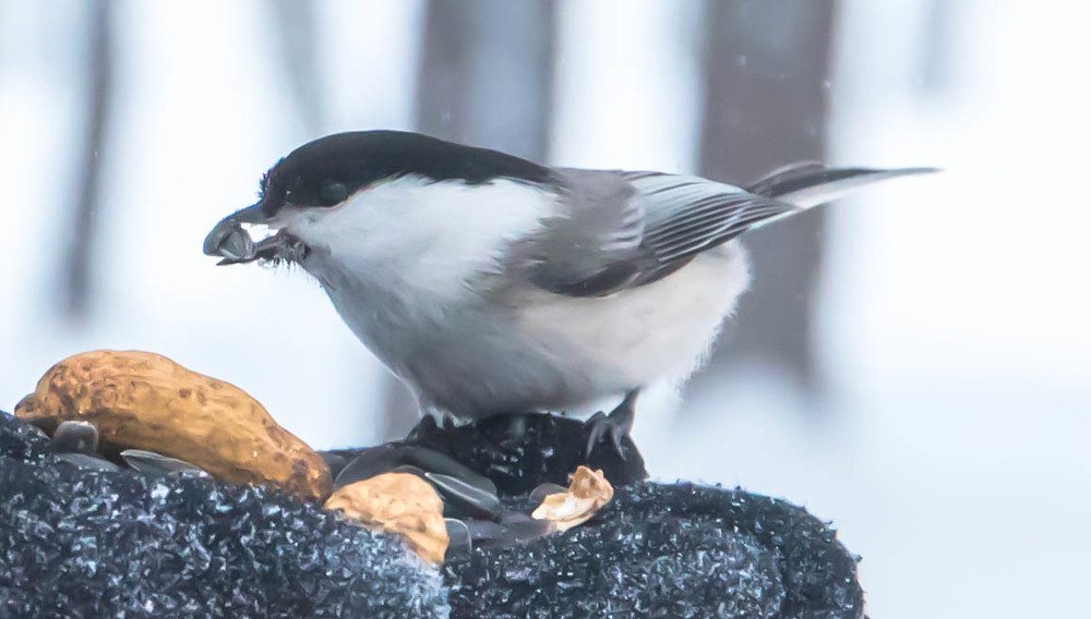 Photograph by Елена Прохорова