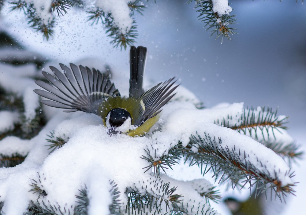 Снежные процедуры