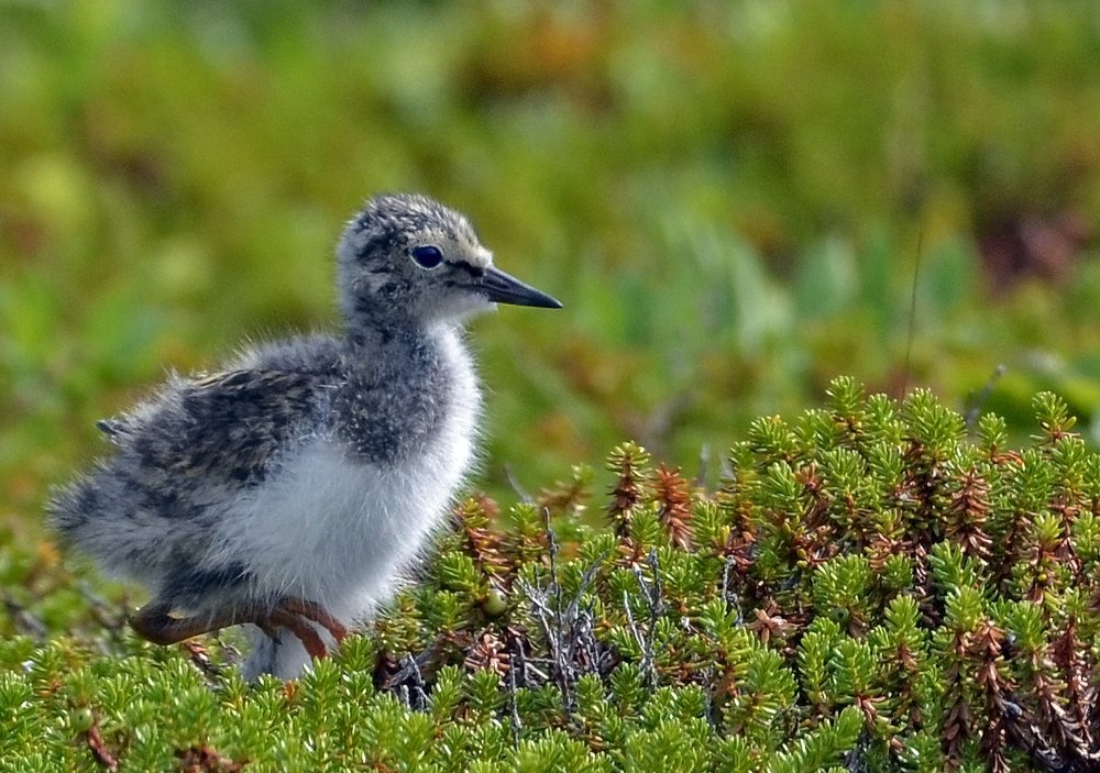 Я ничего не боюсь !