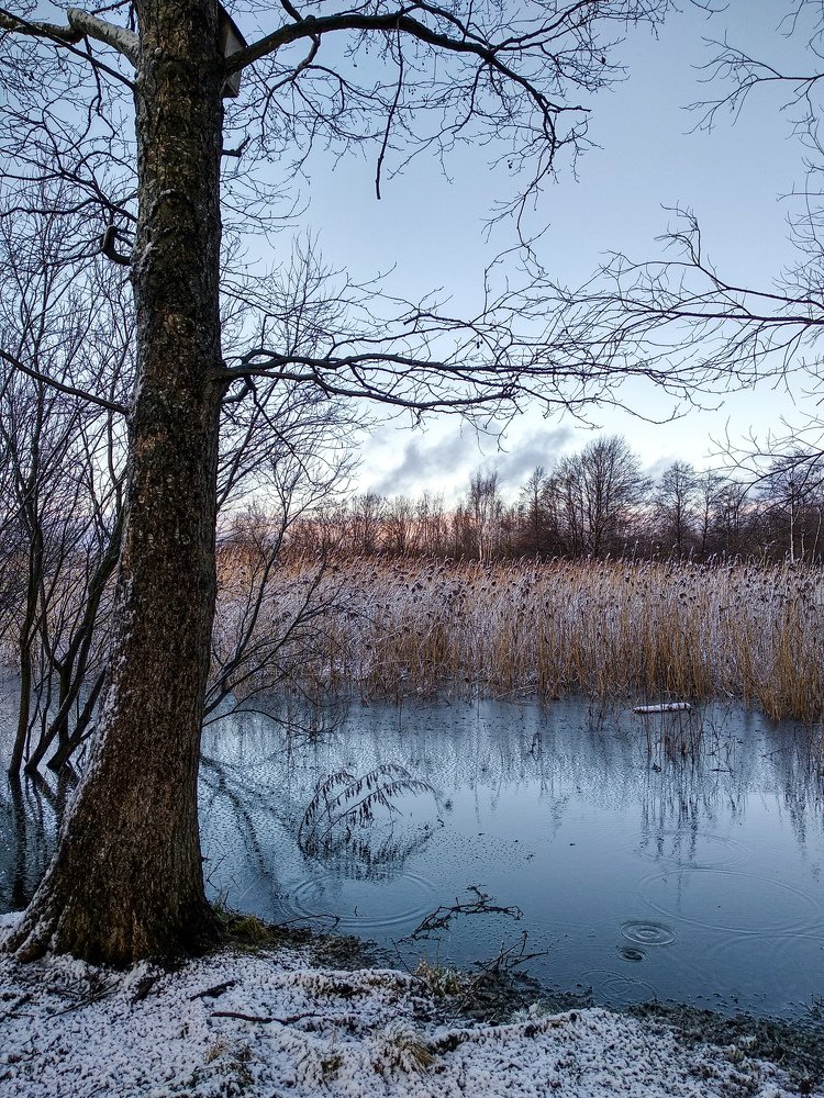 В лесу Санкт-Петербурга