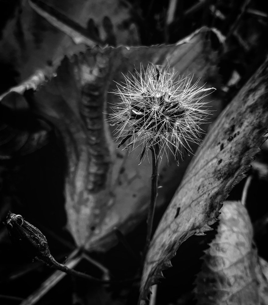 Dandelion