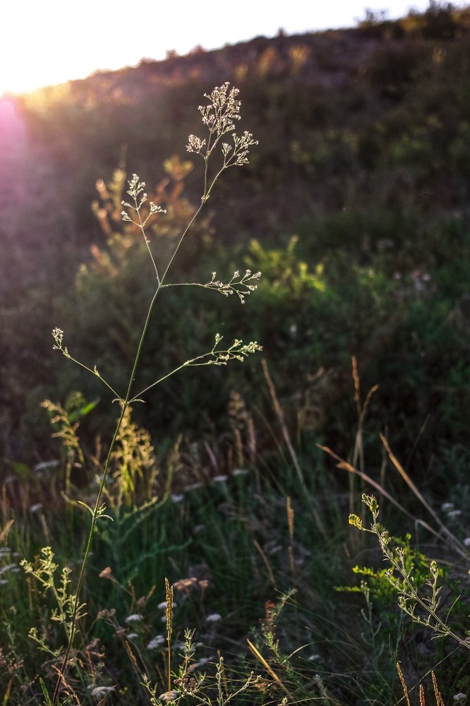 Photograph by Елена Секрет