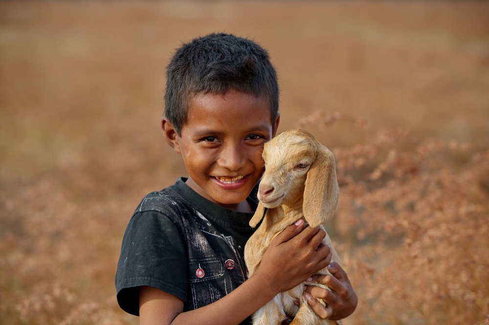 Boy with sheep