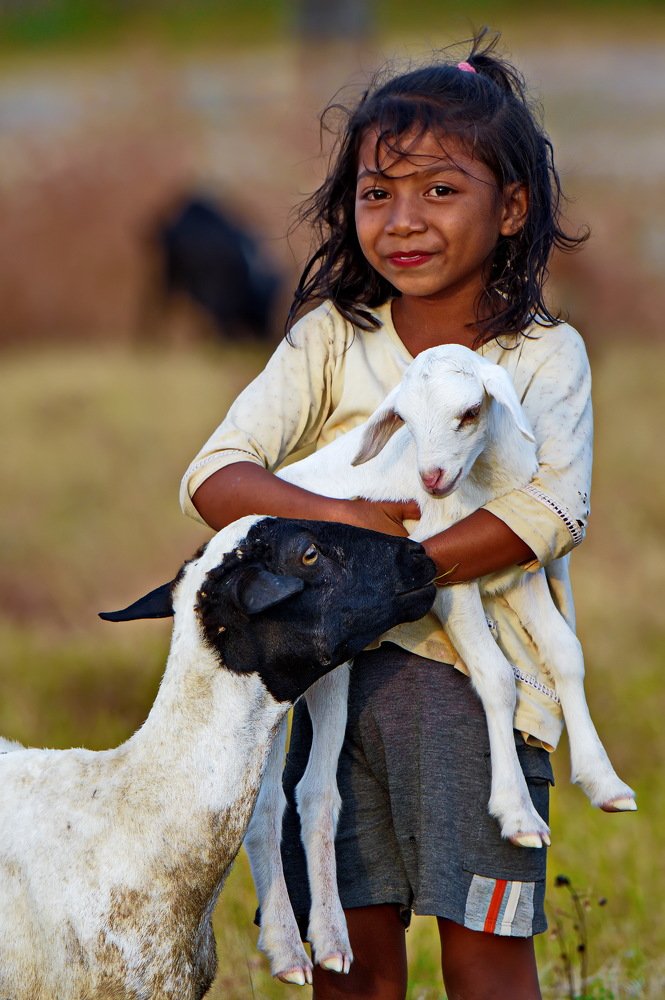 little girl with sheeps