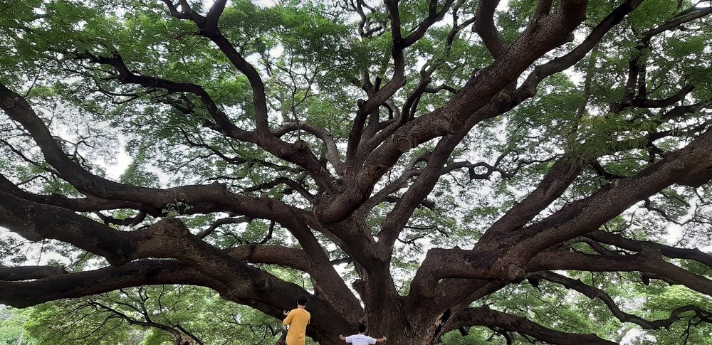 A tree of fortune