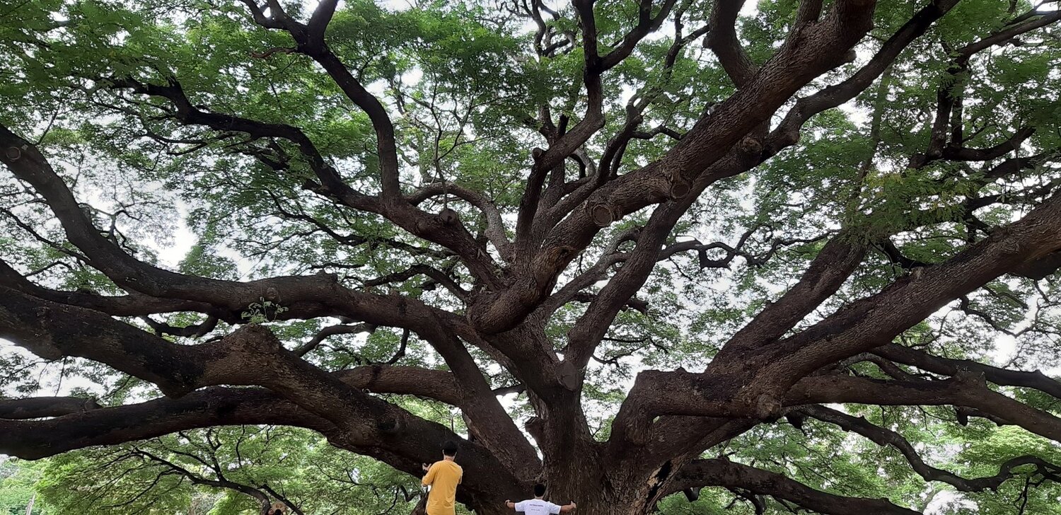 A tree of fortune