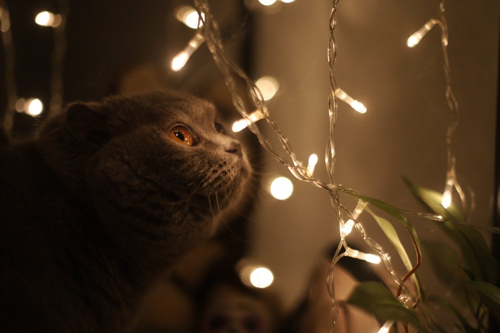 Фотография автора Елизавета Иваськевич