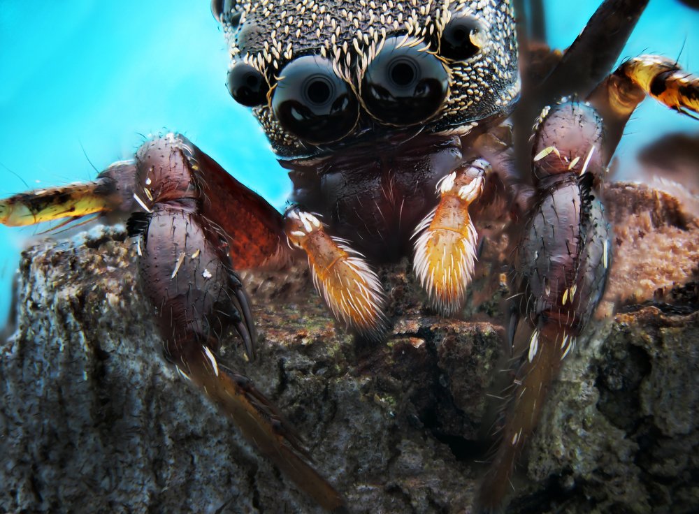 Photograph by Chew Foung(9w2vxp) Pang