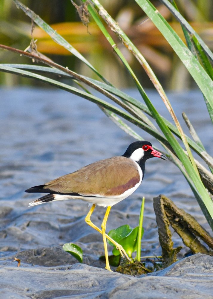 Photograph by Shiv Kumar Gupta