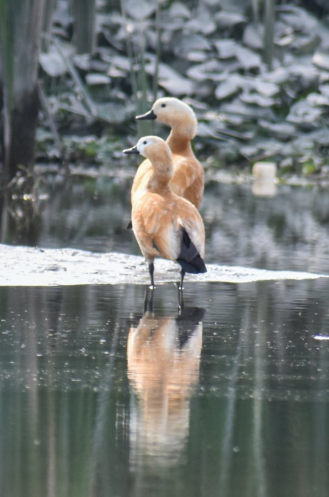Photograph by Shiv Kumar Gupta