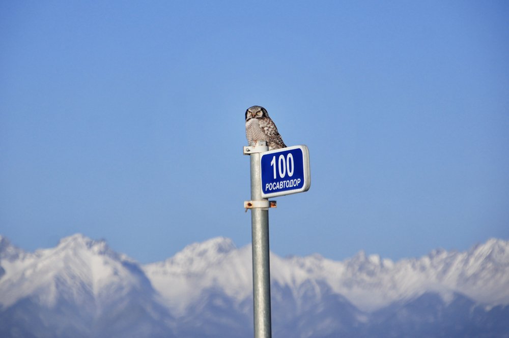 Photograph by Вероника Раевская