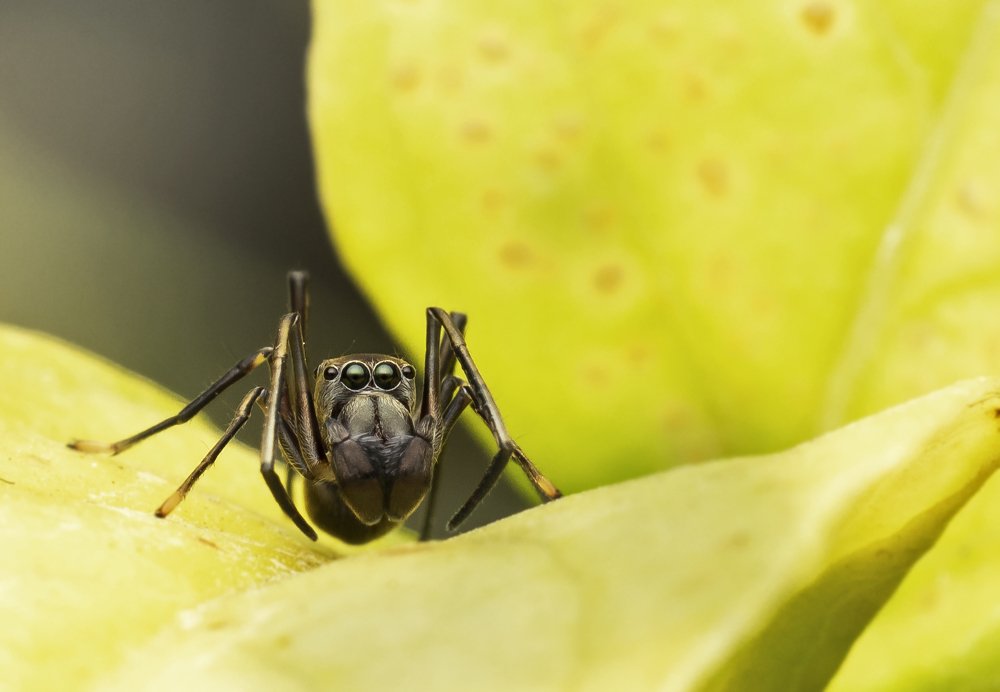 Ant mimic spider in a frame