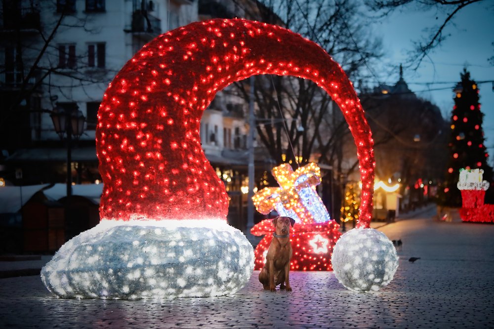 Photograph by Галина Ледок