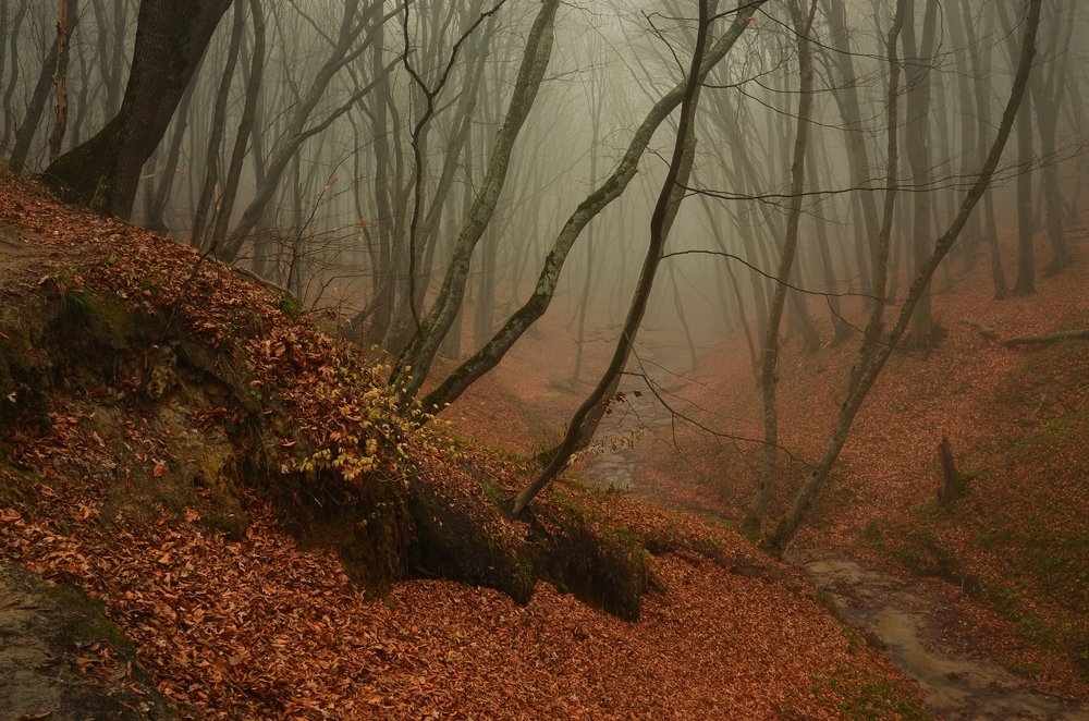 Осенний лес