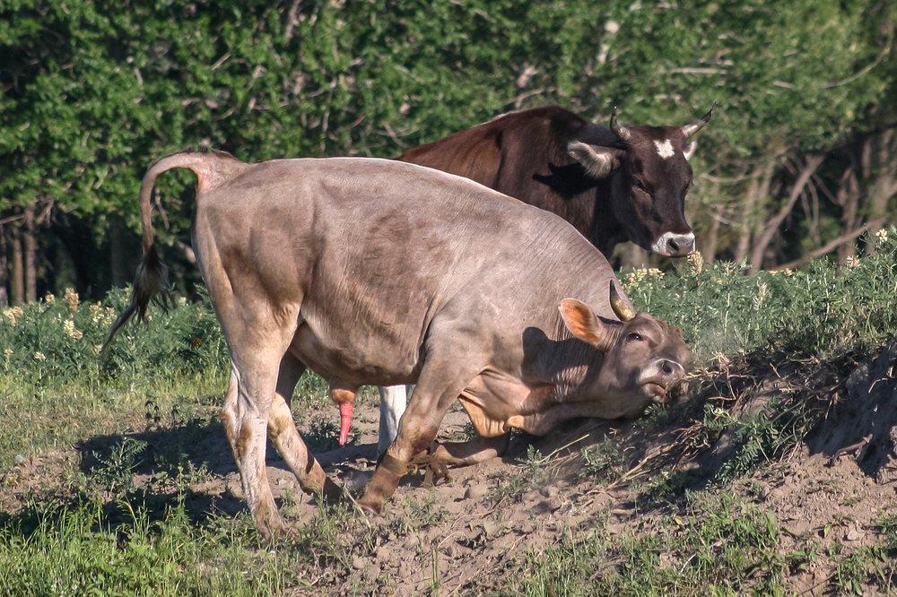 Фотография автора Владимир Пронин