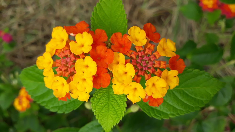 Different color petals in a flower with insect