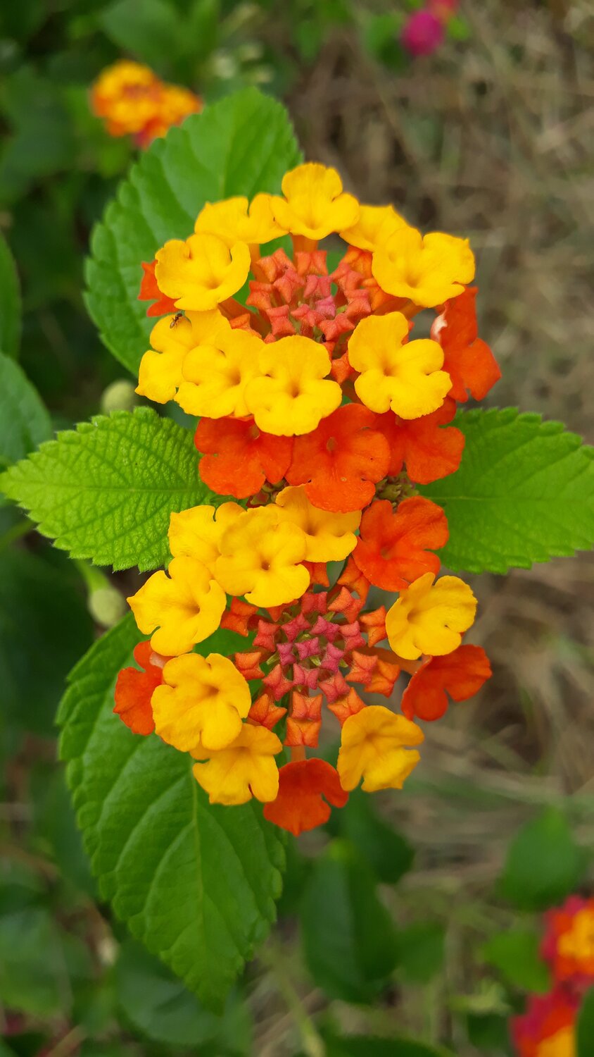 Different color petals in a flower with insect