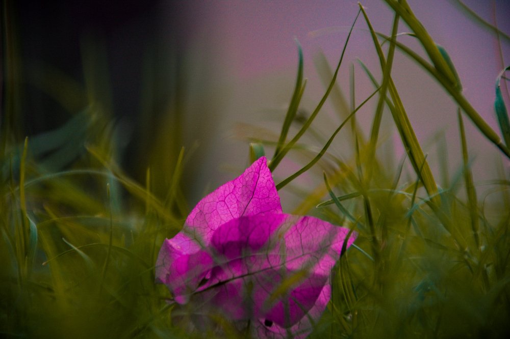 Photograph by Talha safdar