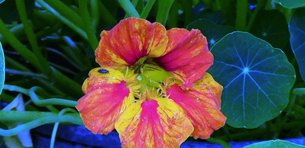 Простая красота.